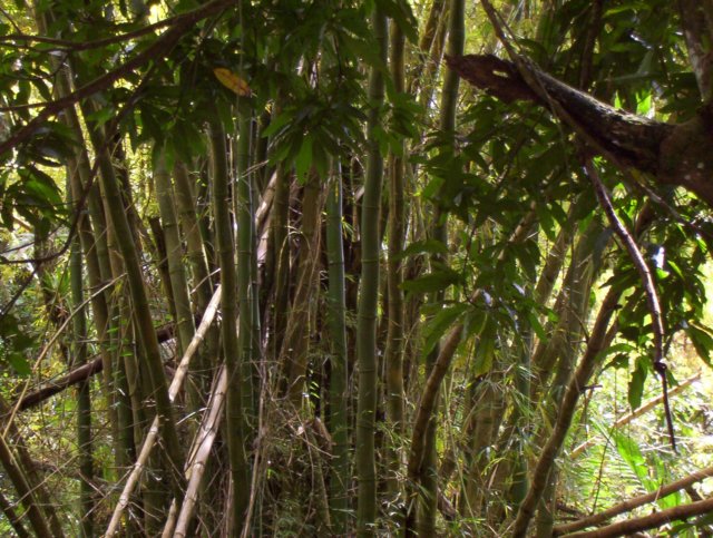 bambooisagrassnotatree.jpg
